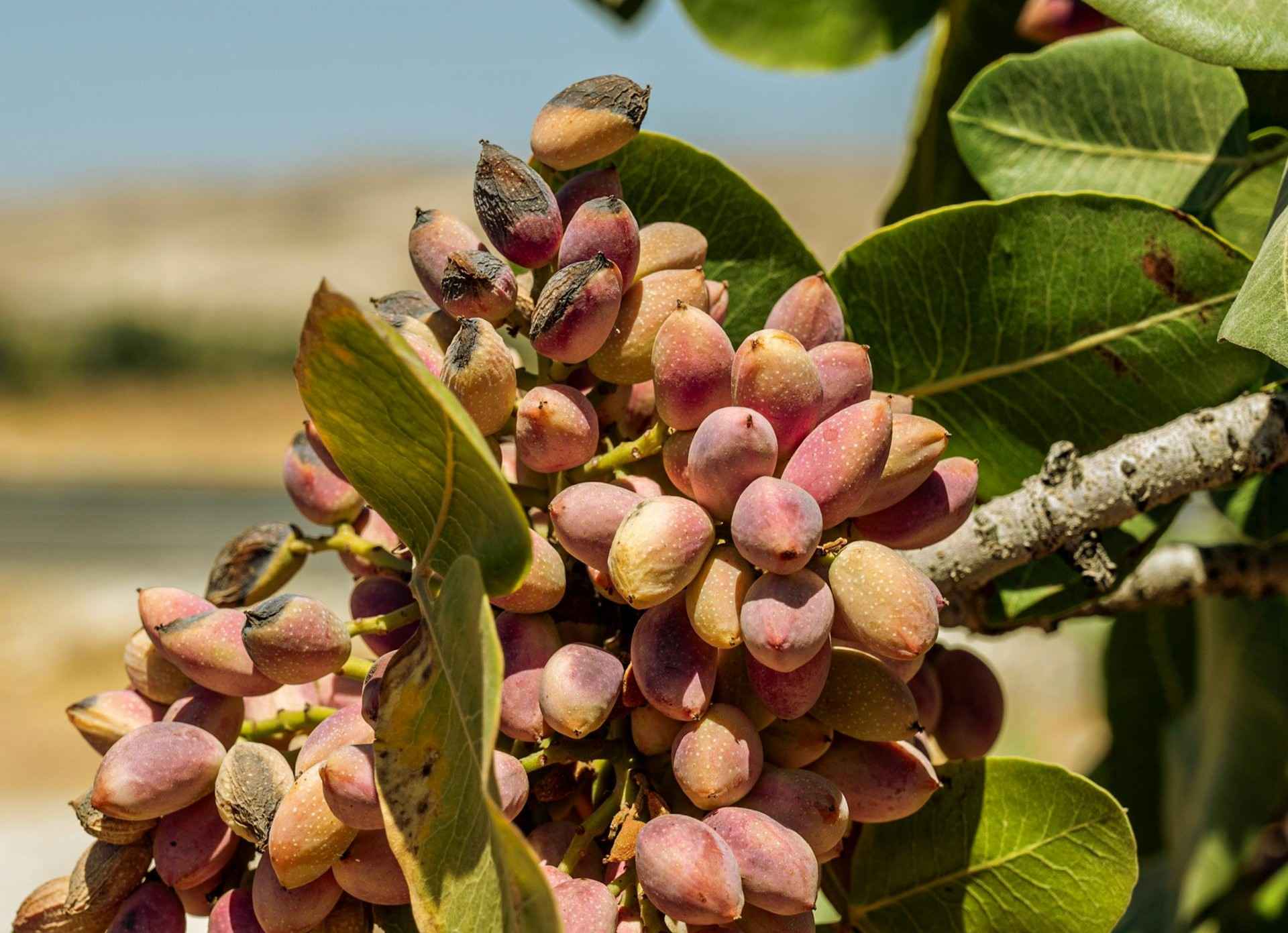 Pistache uit Sicilië